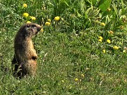67 Marmotta in sentinella...fischiante  (zoom)